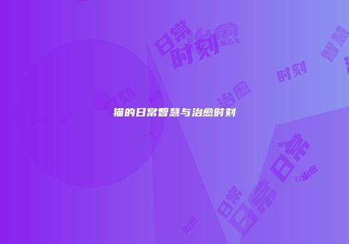 猫的日常智慧与治愈时刻